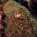 anemonefish_falseclown_sr_v_0705_png0246.jpg